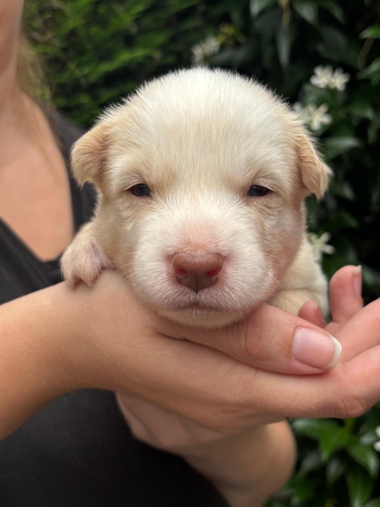 Des Plaines De Sakha - Chiots disponibles - Laika de iakoutie