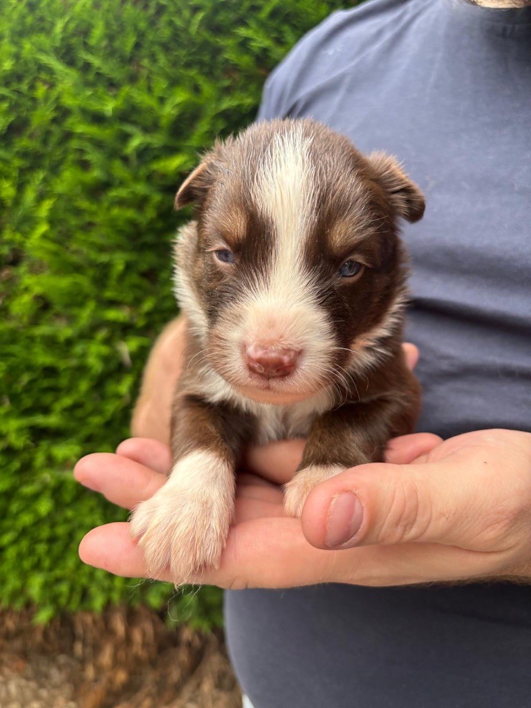 Des Plaines De Sakha - Chiots disponibles - Laika de iakoutie