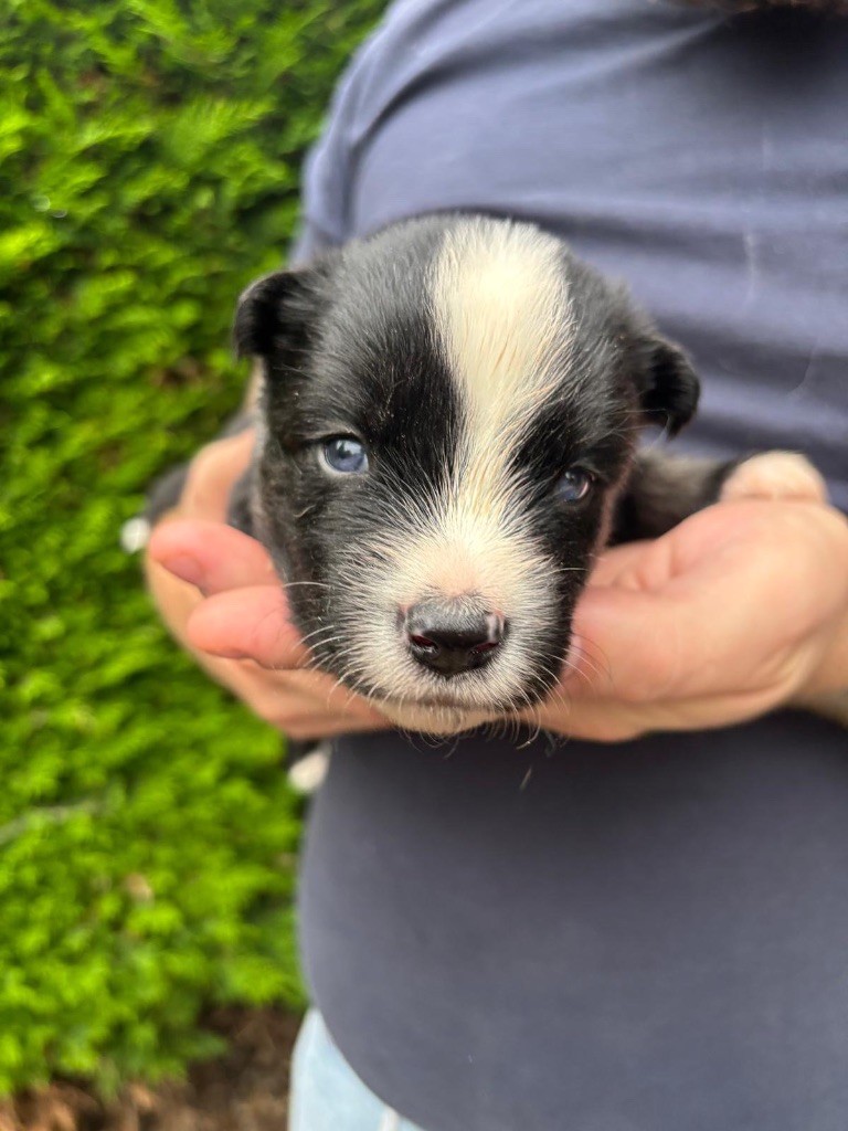Des Plaines De Sakha - Chiots disponibles - Laika de iakoutie