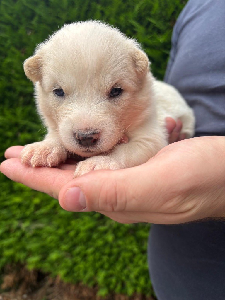 Des Plaines De Sakha - Chiots disponibles - Laika de iakoutie