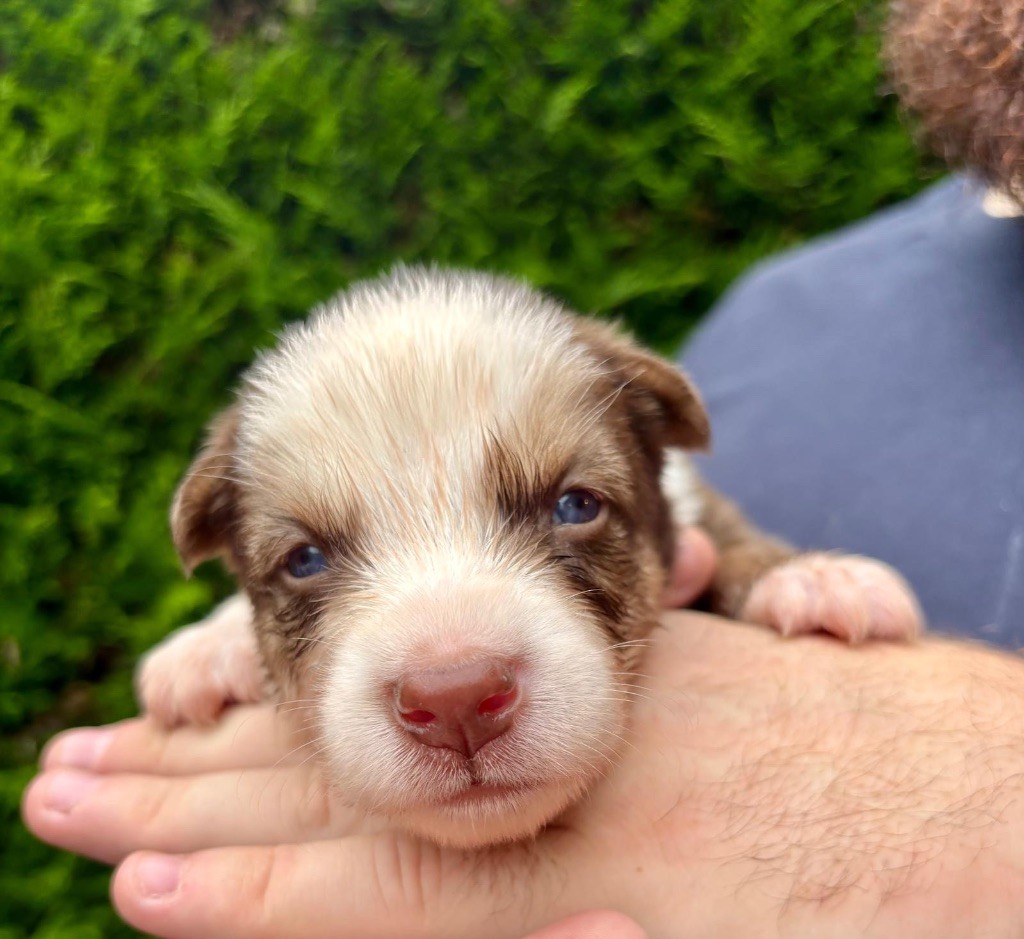 Des Plaines De Sakha - Chiots disponibles - Laika de iakoutie