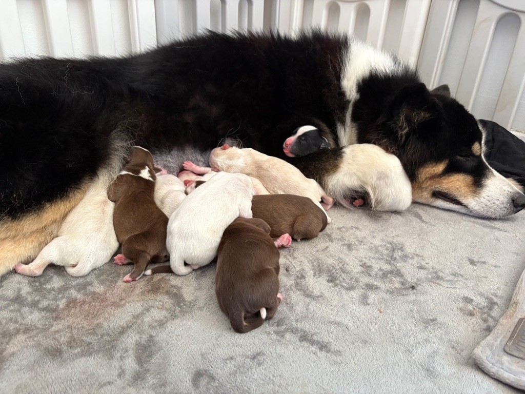 Chiot Laika de iakoutie Des Plaines De Sakha