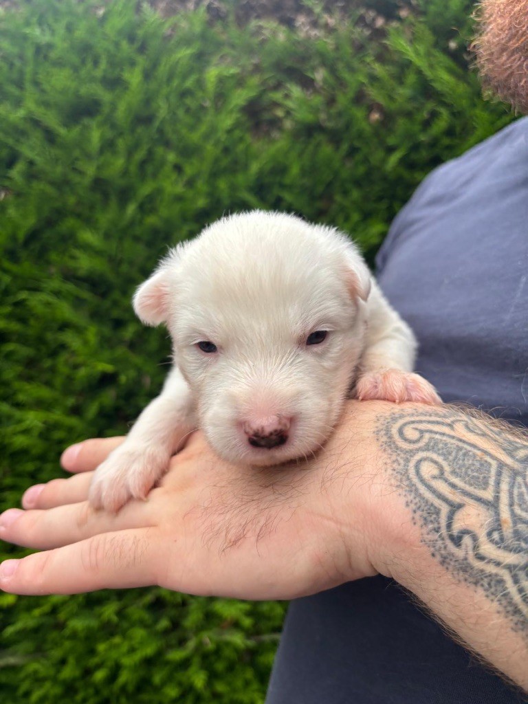Des Plaines De Sakha - Chiots disponibles - Laika de iakoutie