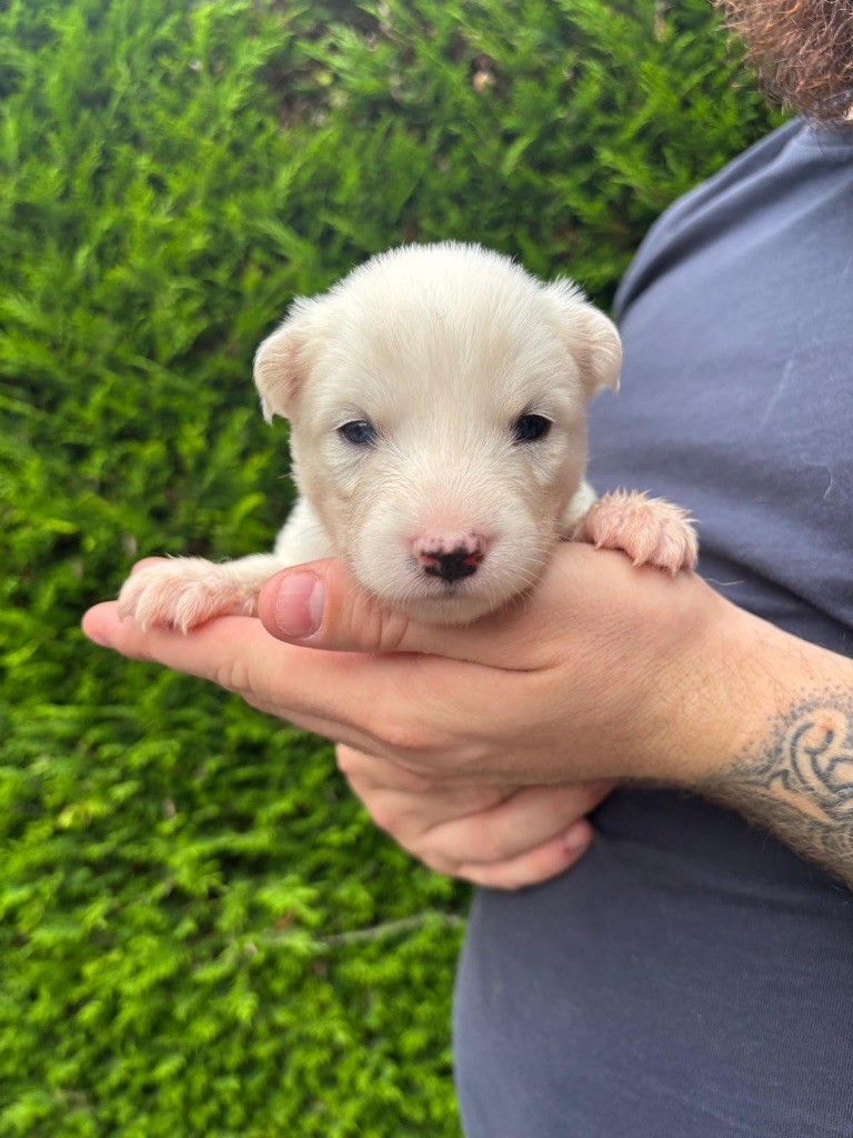 Des Plaines De Sakha - Chiots disponibles - Laika de iakoutie