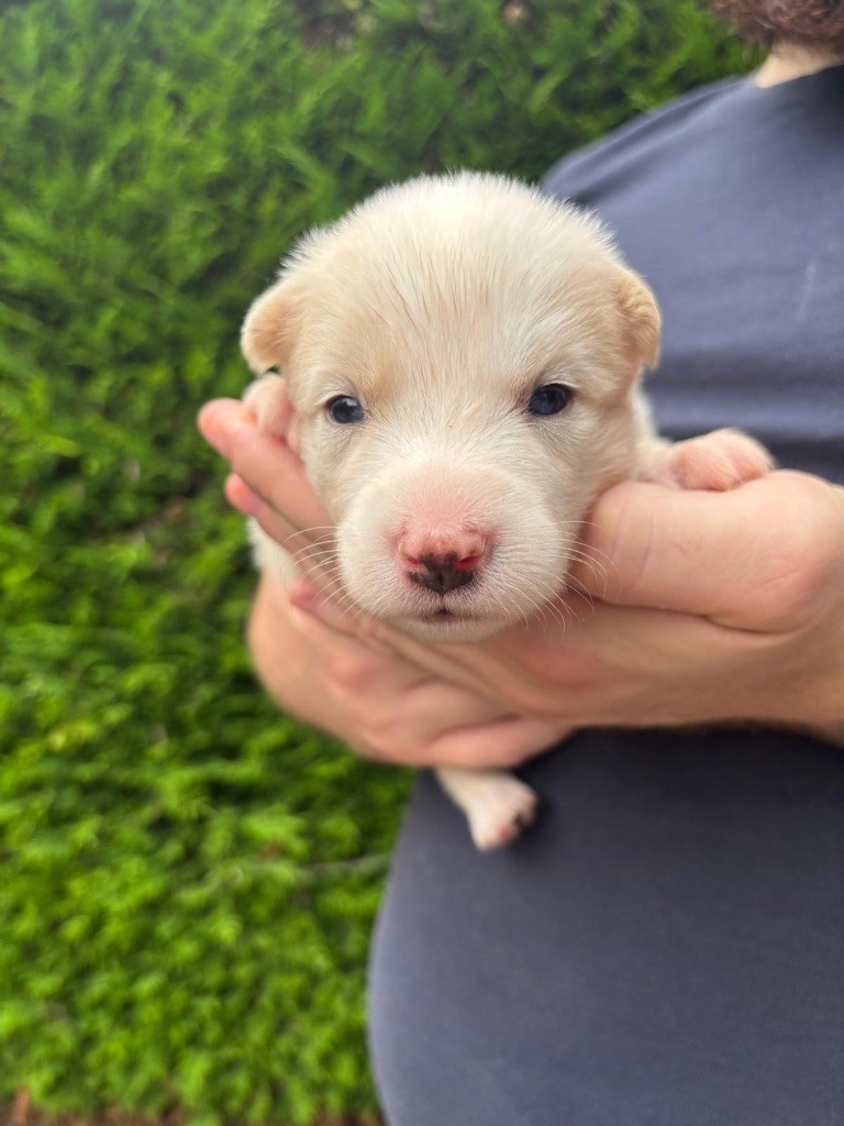 Des Plaines De Sakha - Chiots disponibles - Laika de iakoutie